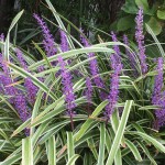 IMG_0430